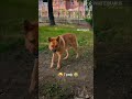 Граф ❤️🖐️🤣 Иркутск 🇷🇺 Жизнь с овчаркой мы всегда вместе! #немецкаяовчарка #любимые #собака #shorts