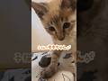 怒られてもよく分かってない子猫＃子猫