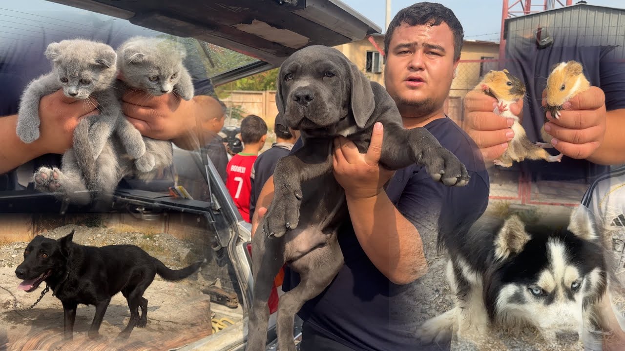 ФАРГОНА БЕШБОЛА ИТ БОЗОРИ НАРХЛАРИ Ферганский собачий рынок