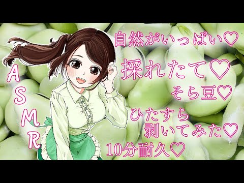 【ASMR】自然がいっぱい♡採れたて♡そら豆♡ひたすら剥いてみた♡【パリパリ音】fava beans/harvest/peel/crispy