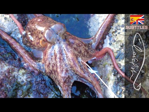 Video: Ali lahko hobotnica spremeni barvo?