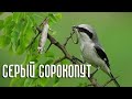 Серый сорокопут - маленький разбойник (Птицы России) Фильм 72 (Lanius excubitor)