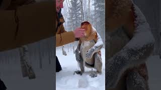 спасти обезьяну из заснеженного леса