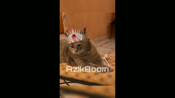 Kelinning mushukidagi sperma