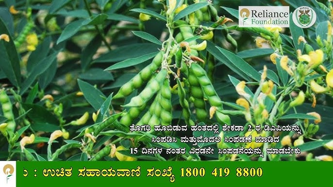 Bora Bora porno onlayn, dedi u Uch mushketyor porno film