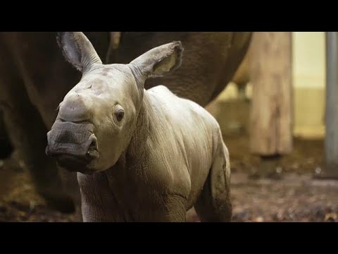 Первые шаги белого носорога