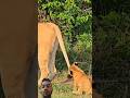 #lion #wildlife #animals #cute #wildlifeentertainment #viralvideo #shorts