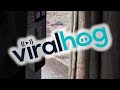 Lion Interrupts Morning Coffee || ViralHog