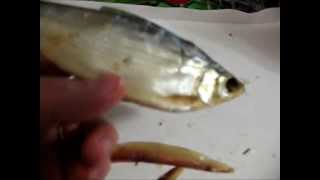 пелядь(очень интересный рыбос., 2015-08-16T17:00:34.000Z)