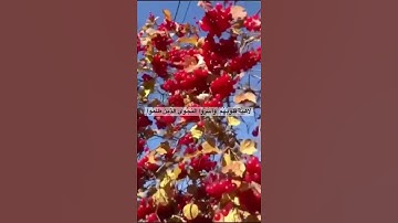 (اقْتَرَبَ لِلنَّاسِ حِسَابُهُمْ وَهُمْ فِي غَفْلَةٍ مُّعْرِضُونَ ) القارئ احمد النفيس _سورةالأنبياء