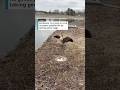 Rochester is trying to curb its geese population by taking geese eggs