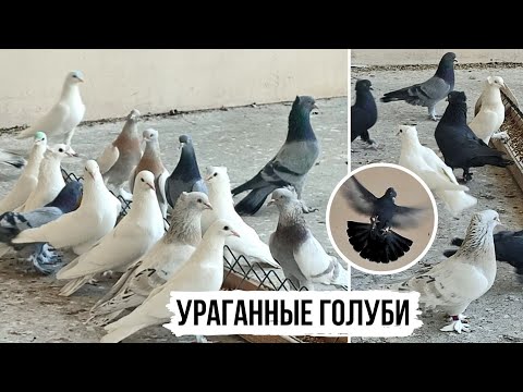 Голуби УРАГАН ТУРЕЦКАЯ ТАКЛА ЛЬВА ГОРБУНОВА ВИНТЫ СТОЛБЫ Storm Pigeons Of Turkey 