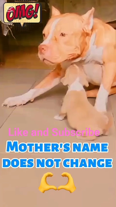 Ibu bermain dengan anak-anaknya #anjing #tren #celana pendek