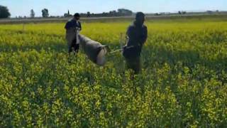 Sweeping for Cabbage Seedpod Weevil - Farming Smarter