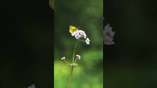 지리산국립공원 노고단코스 영상