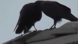 hd doves pigeons black birds crows bird watching in hd high definition nature wildlife
