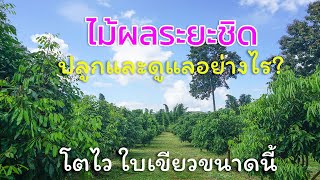ไม้ผลระยะชิด! ปลูกและดูแลอย่างไรให้สวยงามและโตไวขนาดนี้