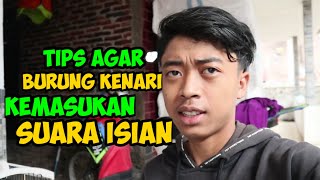 tips setingan agar burung  kenari isian