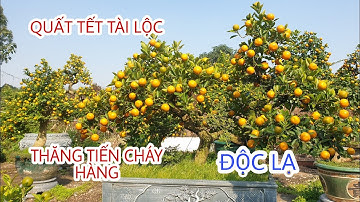Độc lạ quất ghép cây cần thăng cháy hàng tết 2023