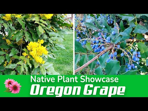 Vídeo: Mahonia Plants: Informações sobre o cuidado de Oregon e Creeping Grape Holly