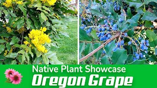 Native Plant Showcase: Oregon Grape, with special guest: Jessica Spurr