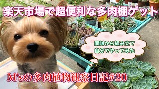 【多肉植物】【多肉棚】M'sの多肉観察日記#20  楽天市場で便利な多肉棚ゲットしたよ