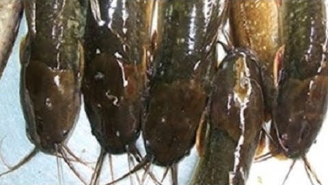 Trải nghiệm câu cá trê đồng