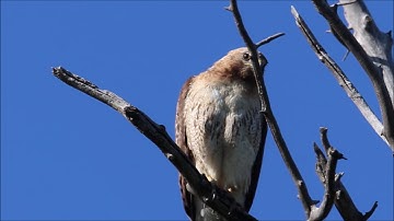 Red Tail Hawk Cry