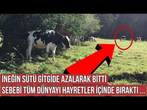 Video: Yavru İnek Yabani Geyik Sürüsüne Sığınak Buldu