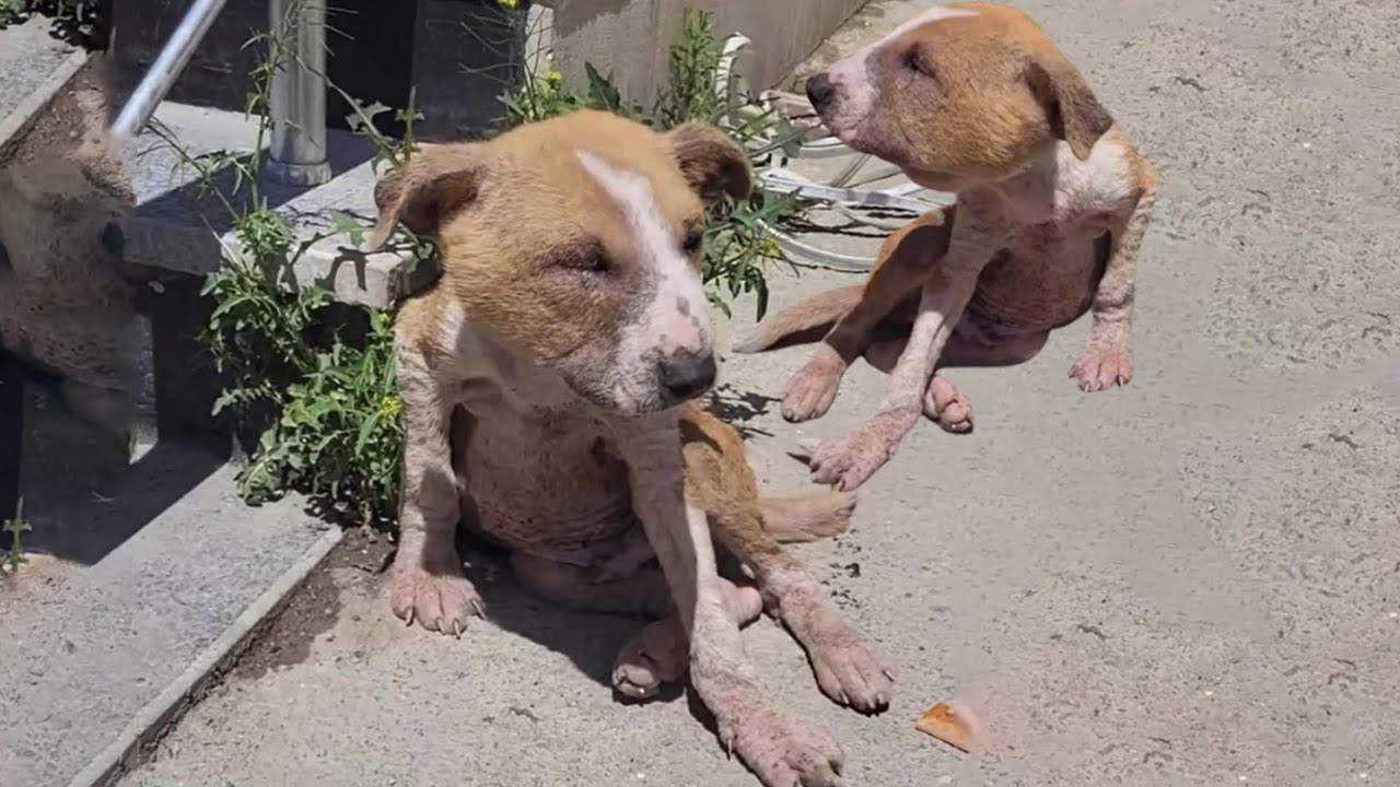 Two Poor Dogs With Swollen Heads And Eyes, Desperately Seek Help