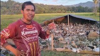 Duck (Itik) Farming Magandang Hanapbuhay