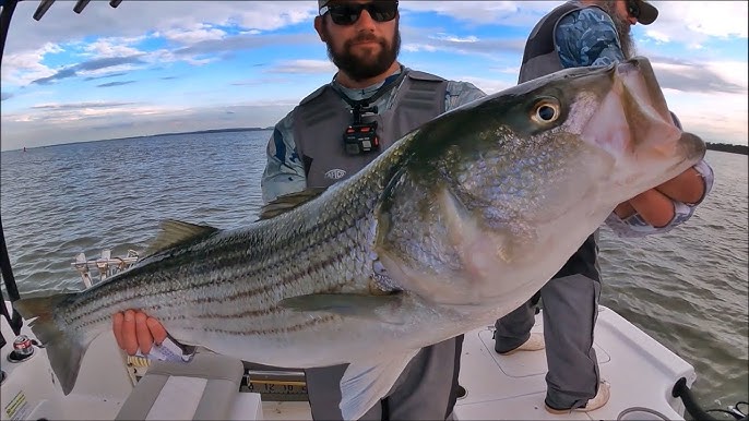 Striper Fishing Secrets and Techniques for live bait. Striped Bass