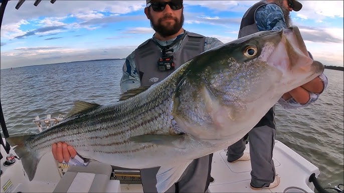 Striper Fishing Secrets and Techniques for live bait. Striped Bass Fishing  TIPS. 