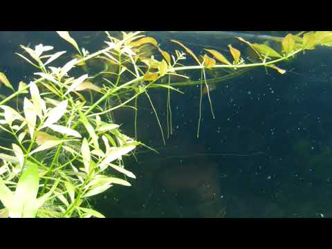 narrow leaf ludwigia before