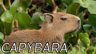 Meet the Capybara 🥰