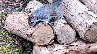 Squirrel’s babies learning about the ground!