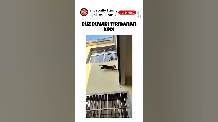 Düz duvara tırmanan kedi😂😂😂 #işbirliğideğildir #reklamyoktur