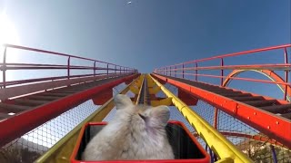 【This is a world first】roller coaster for hamsters