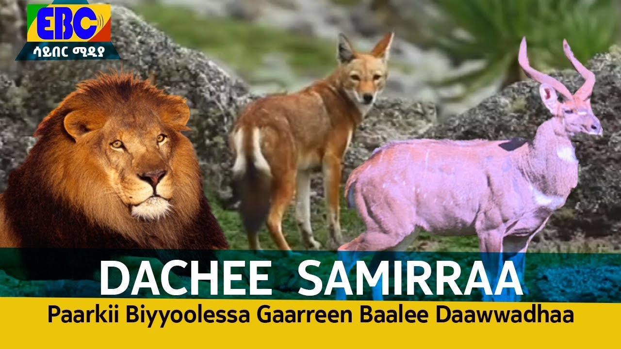 DACHEE  SAMIRRAA Paarkii Biyyoolessa Gaarreen Baalee Daawwadhaa