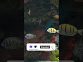 Aquarium 4K HDR VIDEO 🐠 4K HDR Dolby Vision Demo #shortvideo #shorts