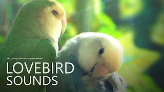 Download Lagu Peach-faced Lovebird's Call Sounds - Two Lovebirds, Opaline and Sea Green MP3 Download Lagu Peach-faced Lovebird's Call Sounds - Two Lovebirds, Opaline and Sea Green MP3