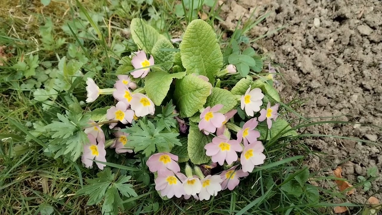 Prvosenka bezlodyžná (Primula acaulis) ve městě: Václav Kovalčík, duben 2025, Zlín