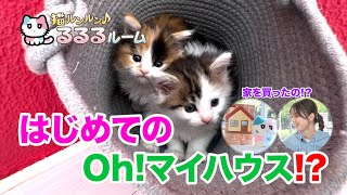 猫ルンルン♪るるるルーム - YouTube