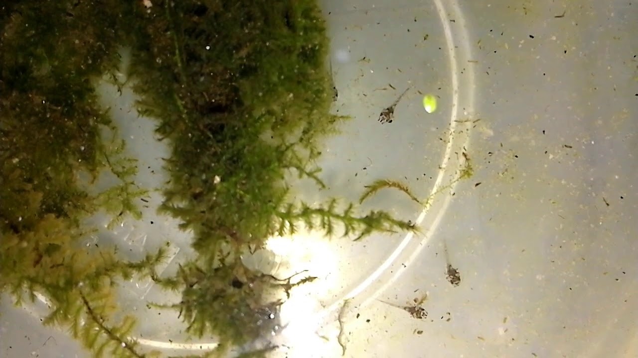 Reproducao Corydoras Paleatus P 2 Reproduction Corydoras Paleatus Silver D Arte Aquatics Youtube