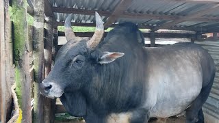 Ioh Reng Thymmai Ia U Randien.