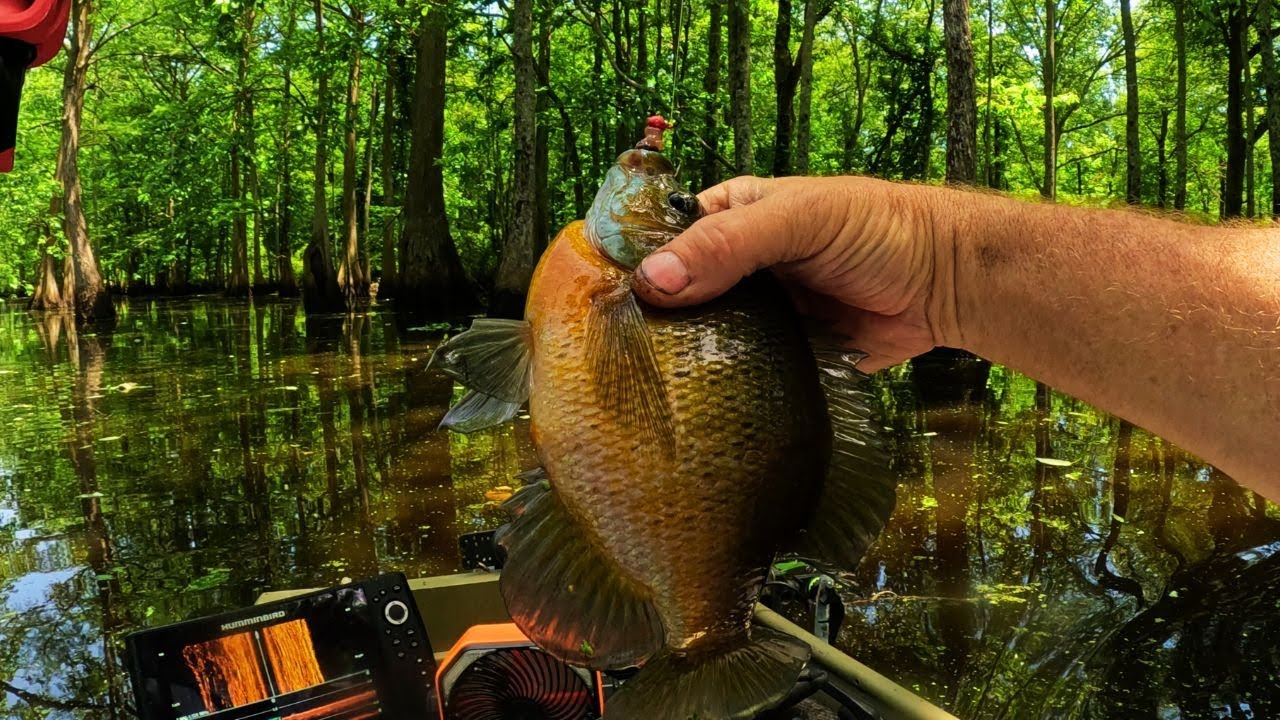 Fishing in the Mysterious Cypress Swamp!