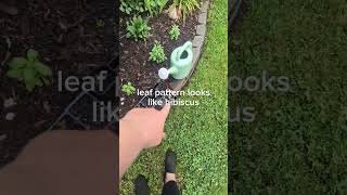 May 26, 2026 garden walk through