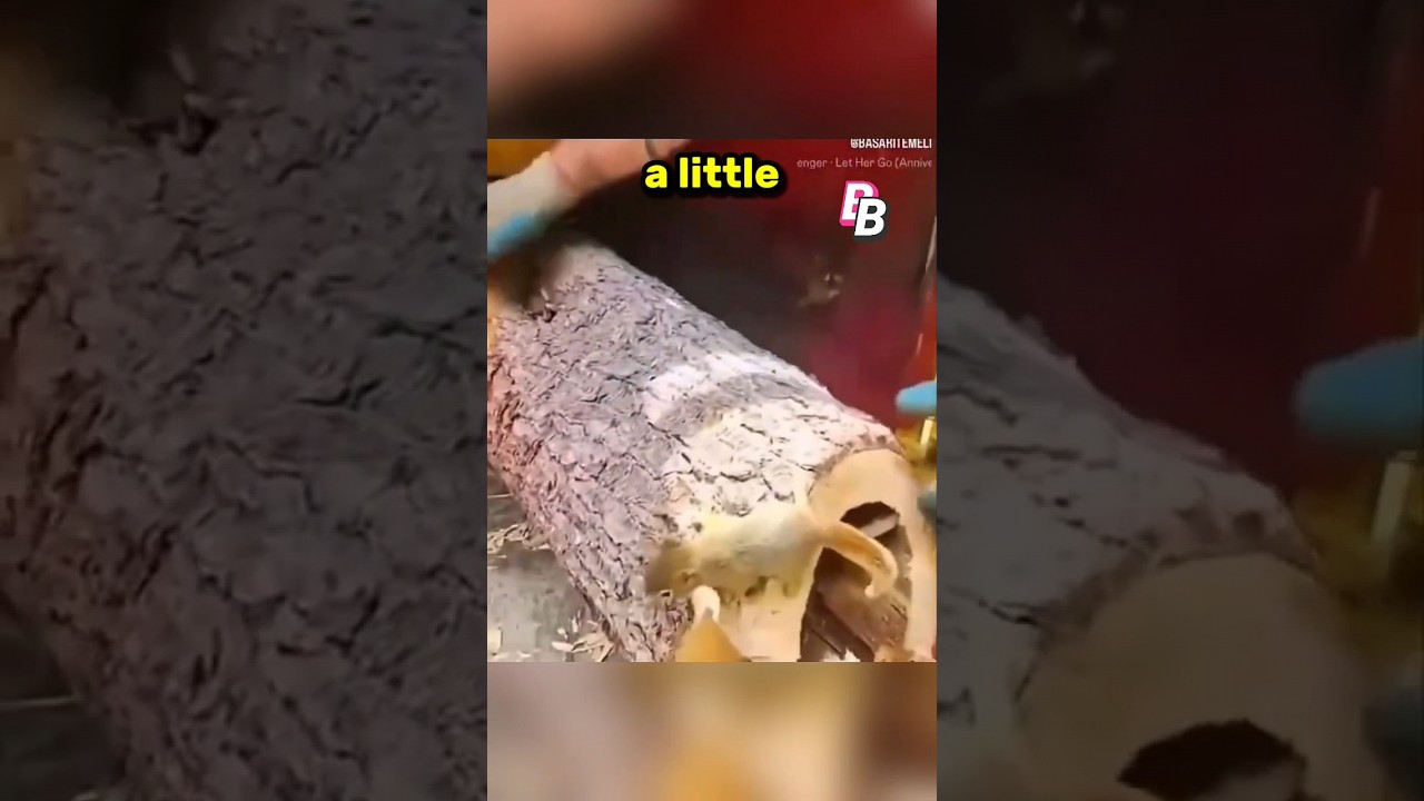 Squirrel's House DESTROYED But They Built Her A NEW One 