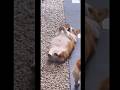 警戒心MAX兄犬とゼロな弟犬😄#コーギー犬でこぽん