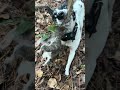 Squirrel Dog #squirrel #squirrelhunting #hunting #dog  #shotgun #dead #wildlife #wildlifeshorts